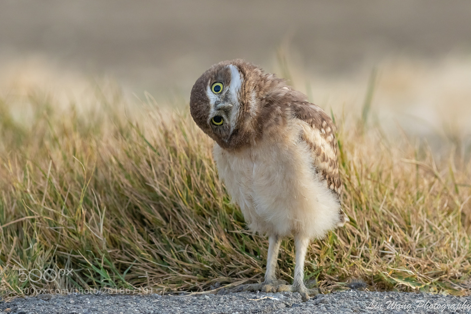 Canon EOS 7D Mark II sample photo. Burrowing owl photography