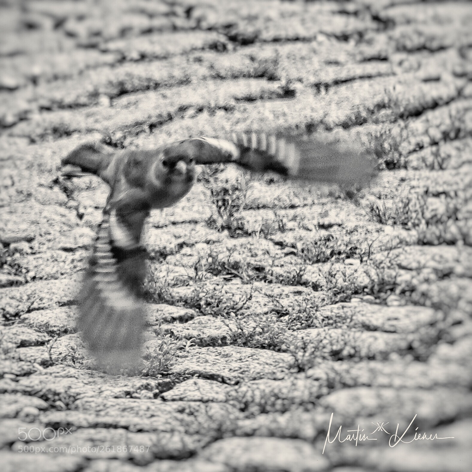 Canon EOS M50 (EOS Kiss M) sample photo. Flight-mode photography