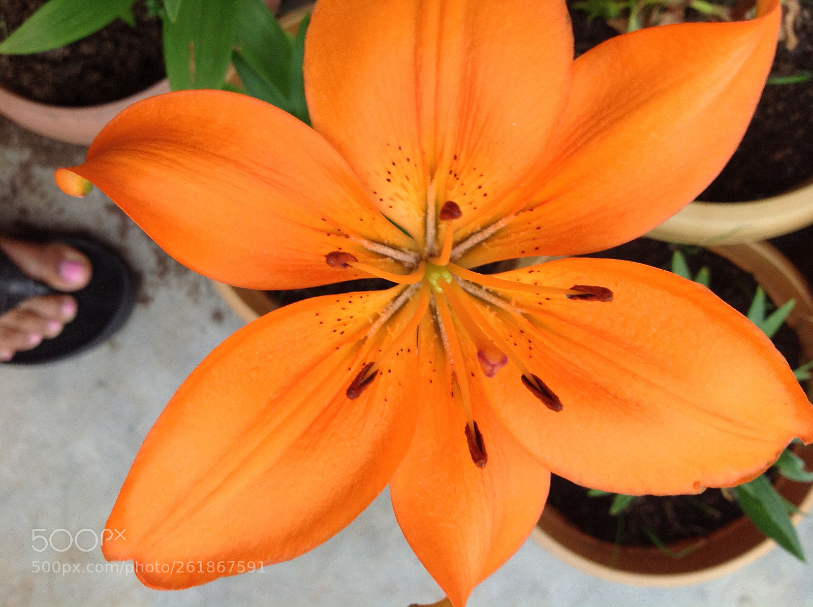 Apple iPad sample photo. Love lily photography