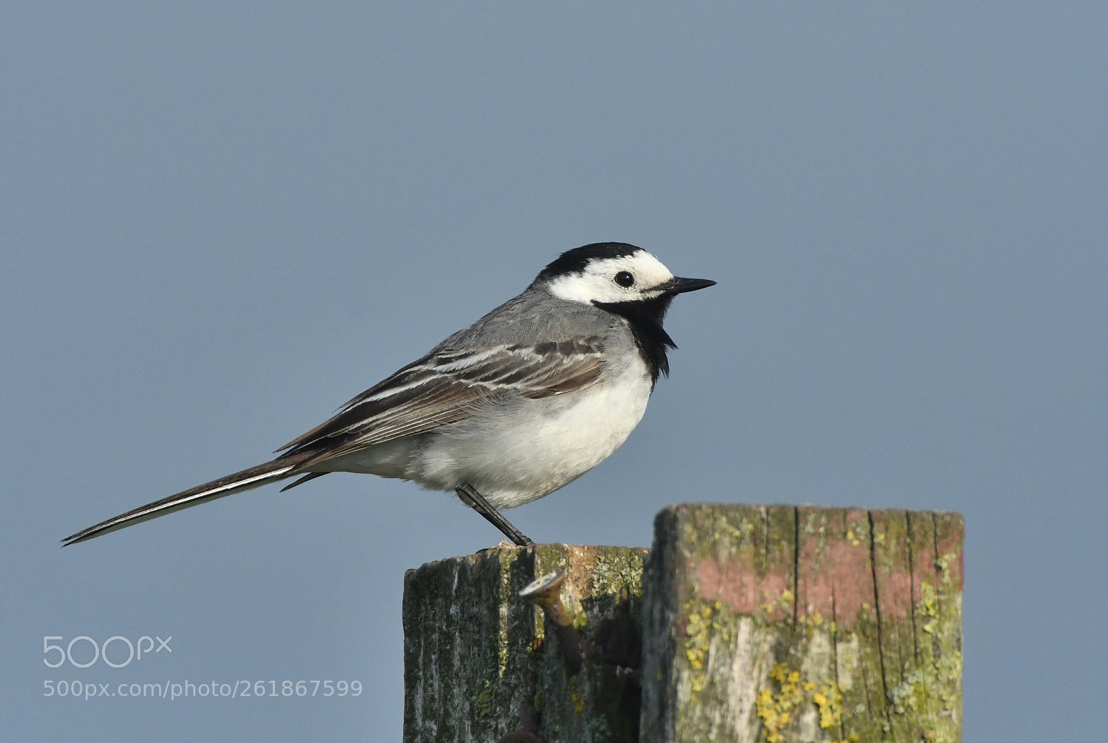 Nikon D500 + Nikon AF-S Nikkor 500mm F4G ED VR sample photo. Witte kwikstaart photography