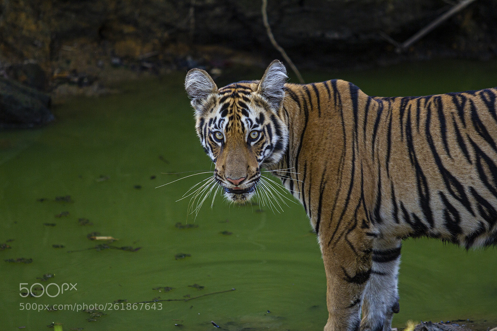Canon EOS 60D sample photo. Tiger cub photography