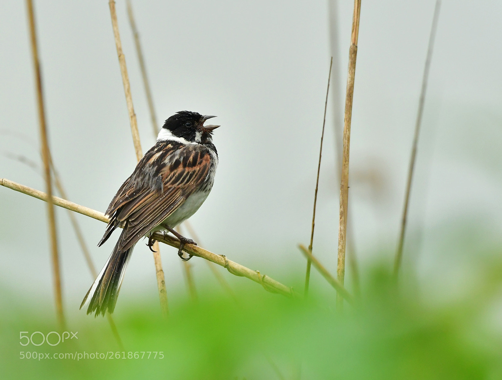 Nikon D500 + Nikon AF-S Nikkor 500mm F4G ED VR sample photo. Rgpx photography
