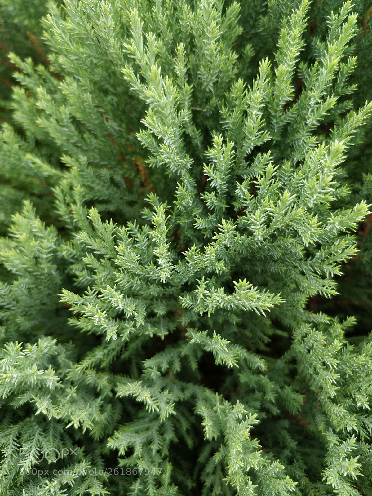 OnePlus 5 sample photo. Green photography