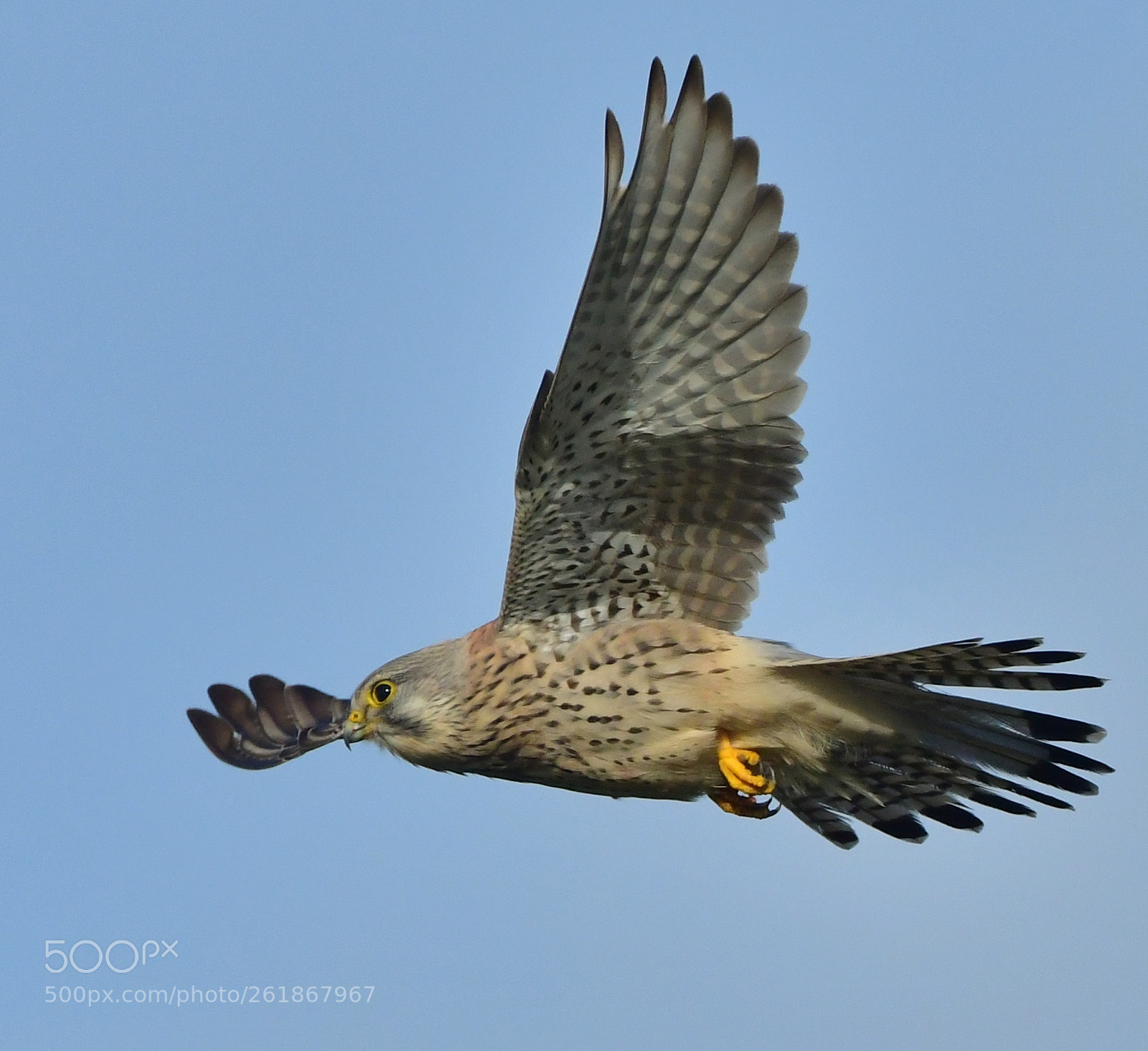 Nikon D500 + Nikon AF-S Nikkor 500mm F4G ED VR sample photo. Torenvalk photography
