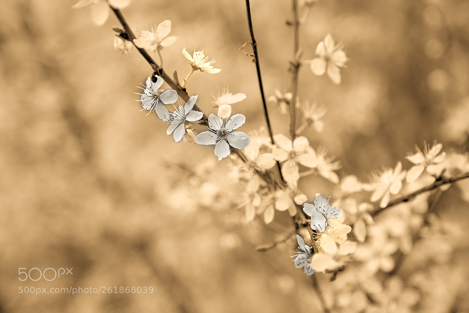 Canon EOS 6D sample photo. Innocence photography
