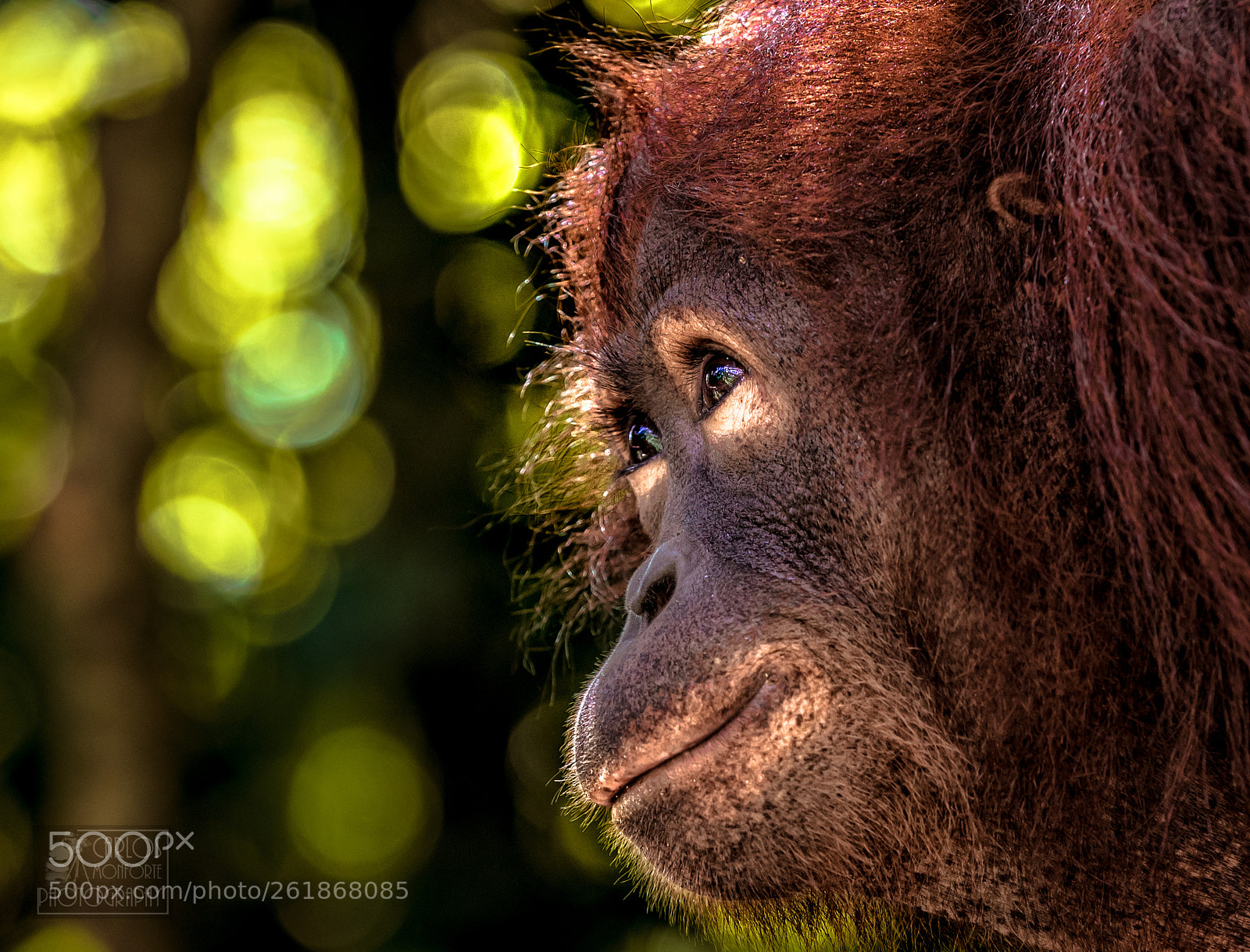 Canon EOS-1D X Mark II sample photo. Orang utan photography