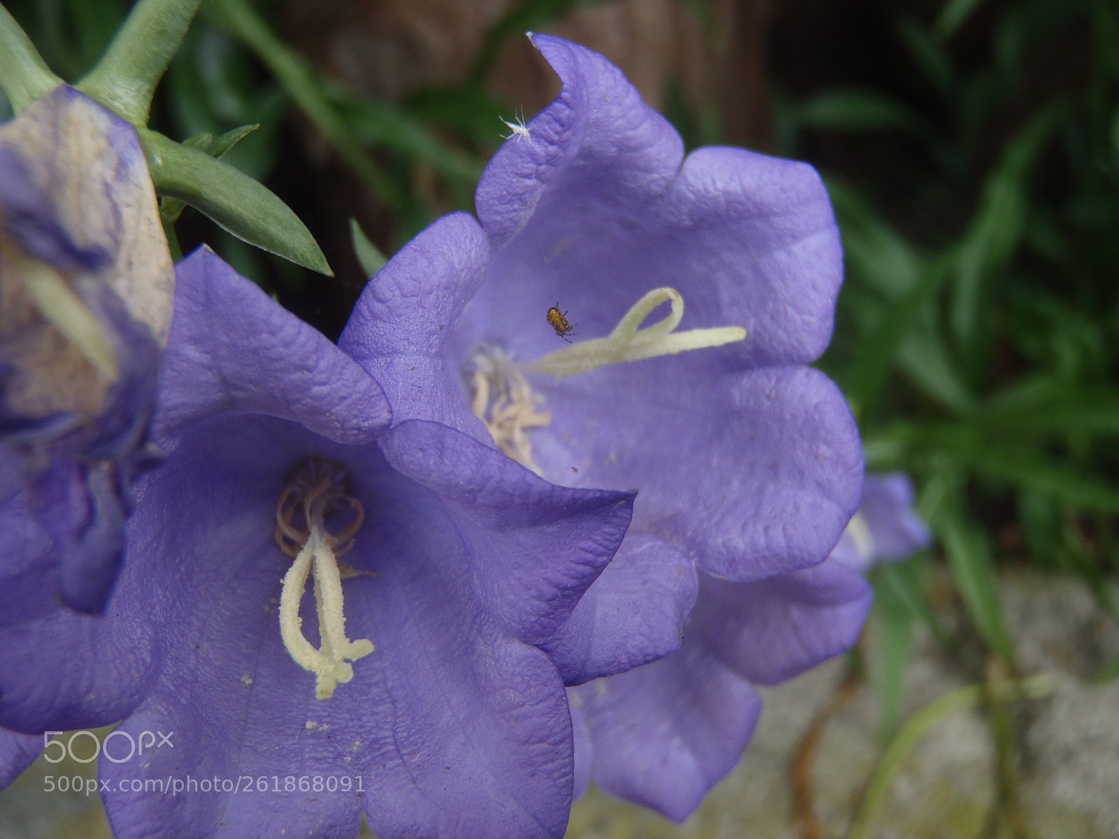 Olympus StylusTough-3000 sample photo. 2018-06-09 photography
