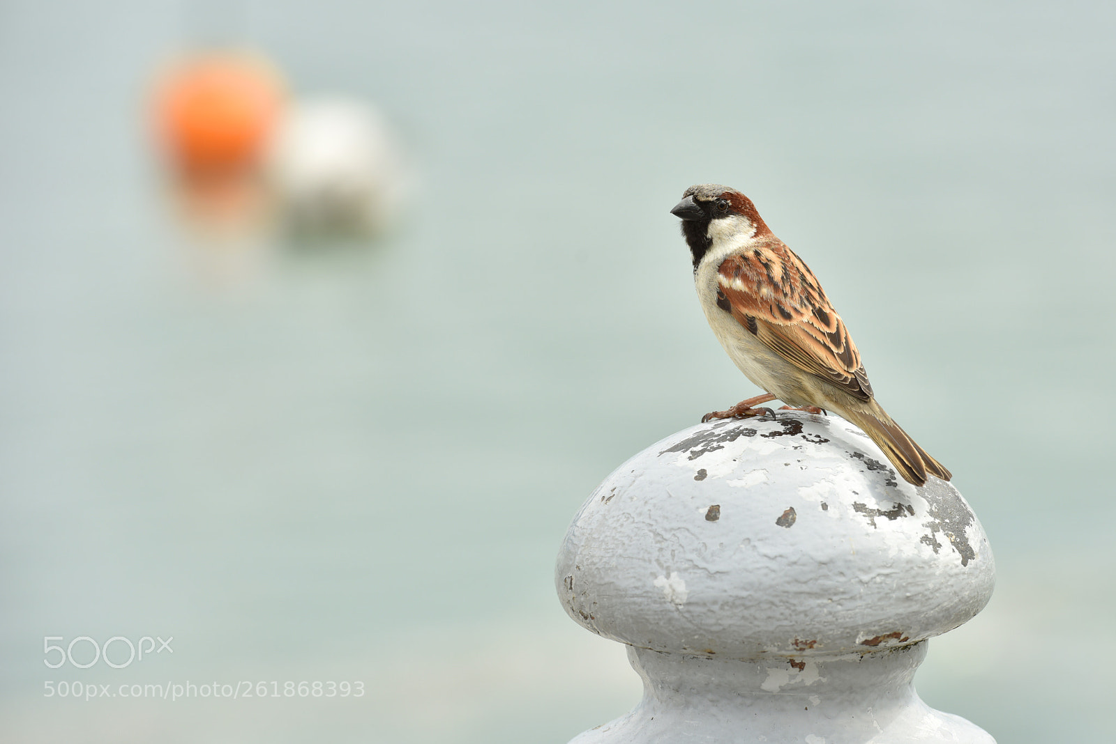 Nikon D810 sample photo. Sparrow photography