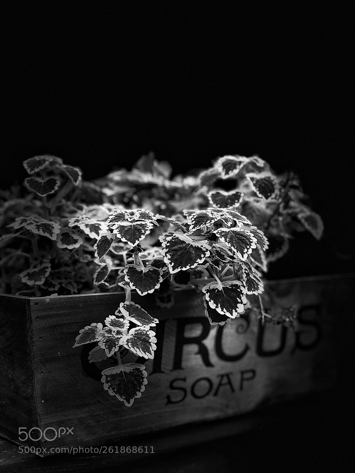 Apple iPhone X sample photo. Untitled photography
