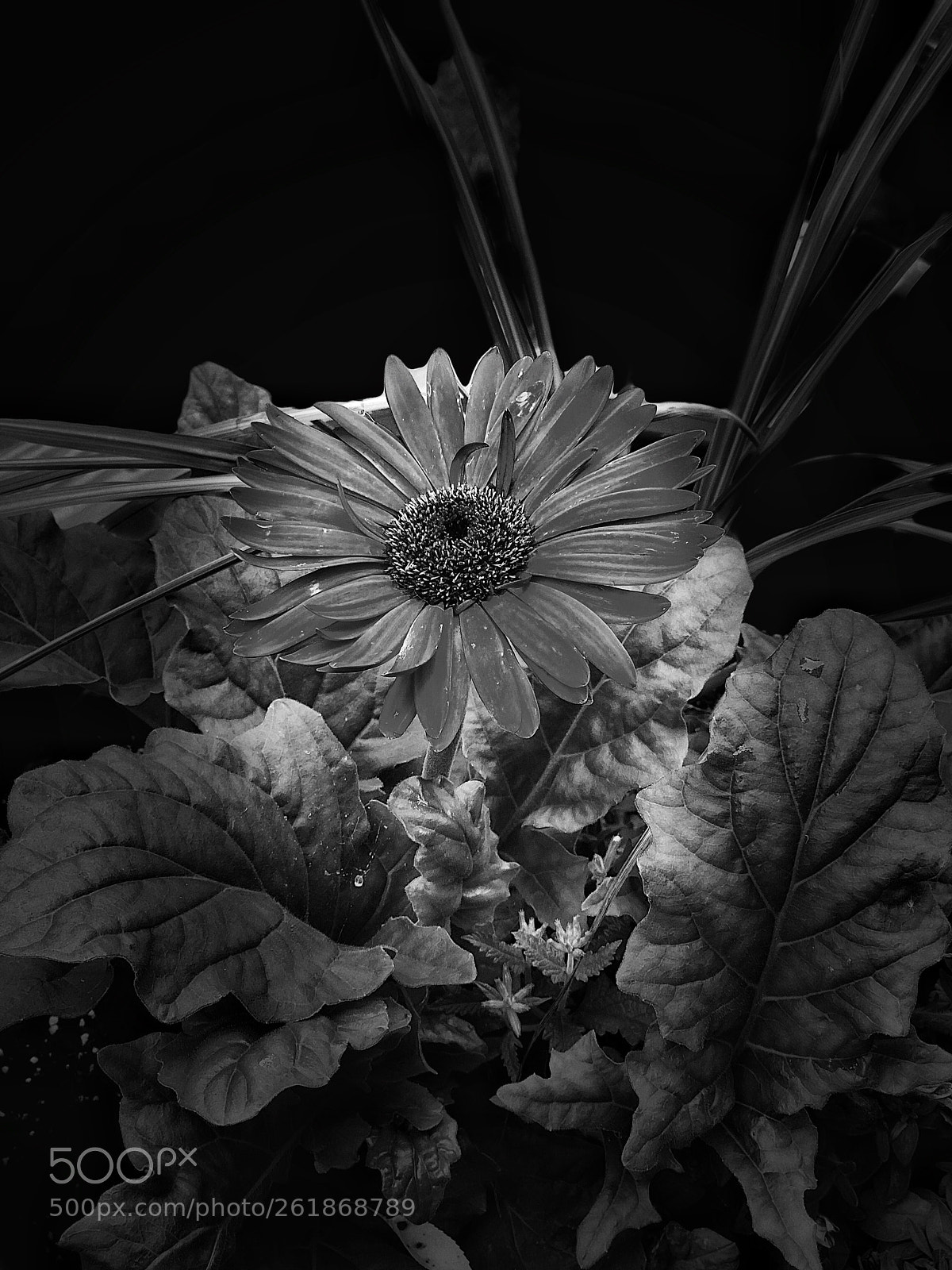 Apple iPhone X sample photo. Untitled photography