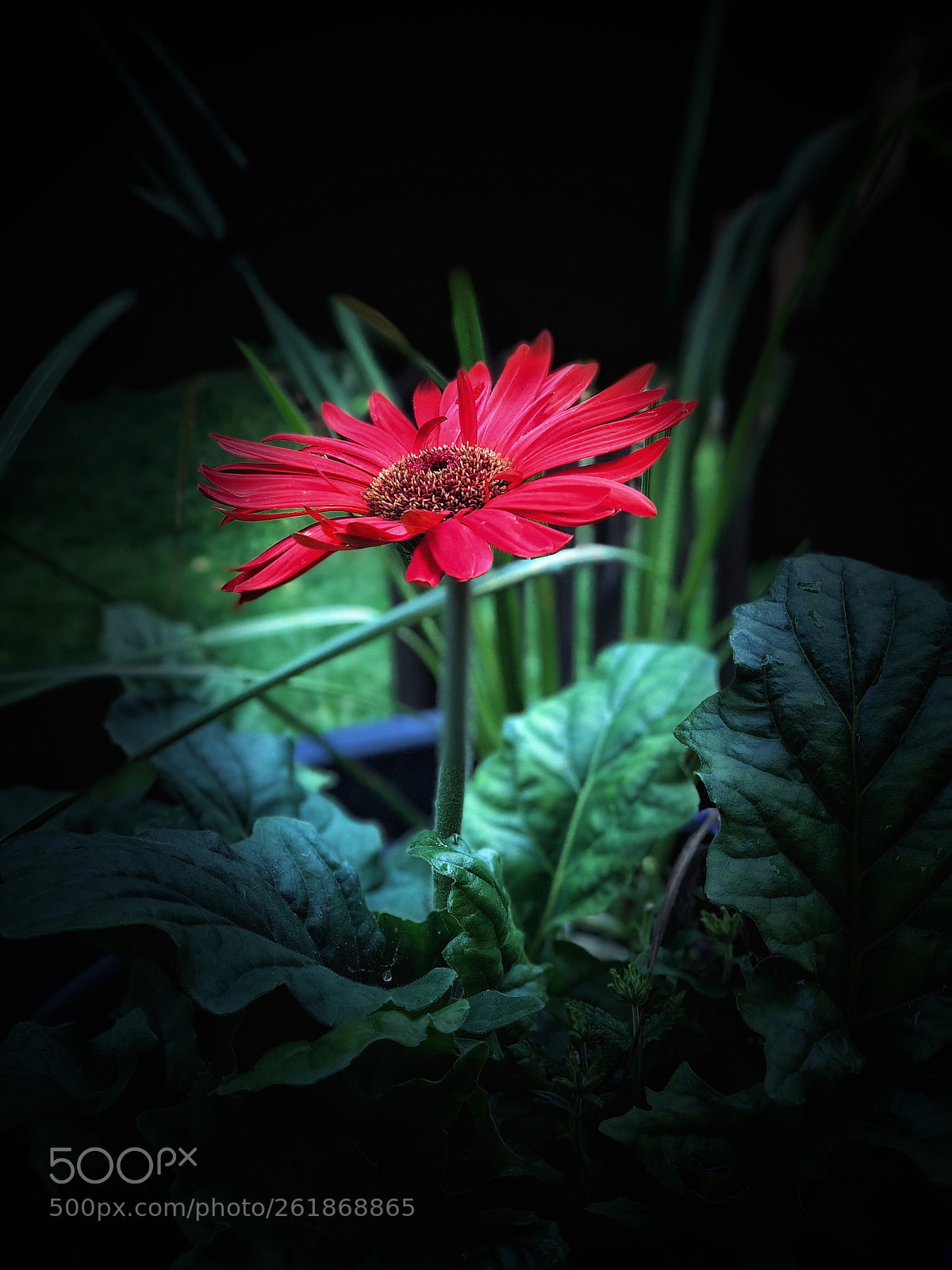 Apple iPhone X sample photo. Untitled photography