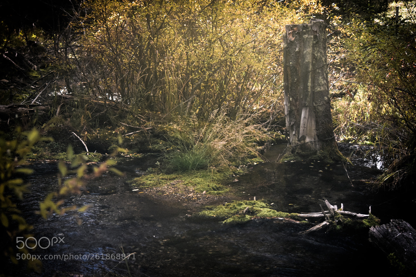 Nikon D5500 sample photo. Mist on lion creek photography