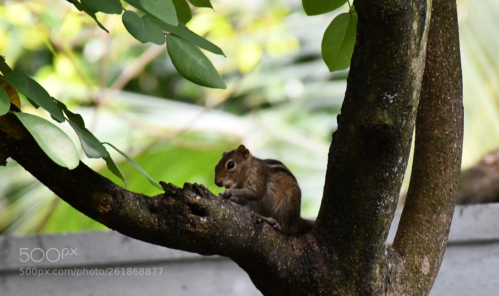 Nikon D7500 sample photo. Squirrel photography