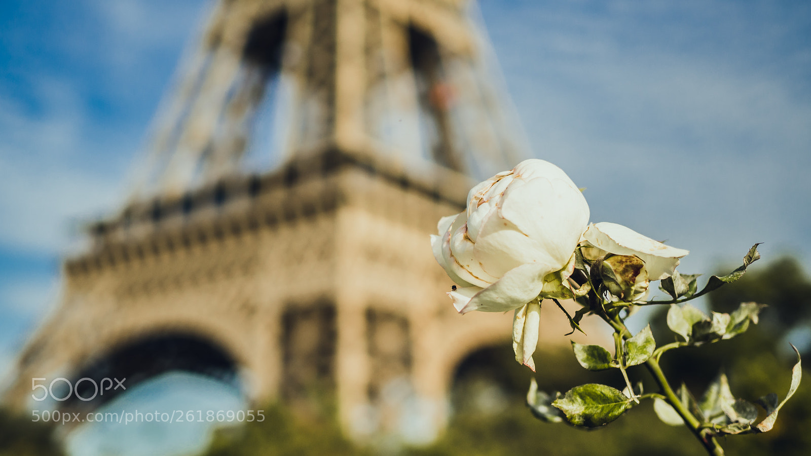 Olympus OM-D E-M10 II sample photo. Roses in eiffel photography