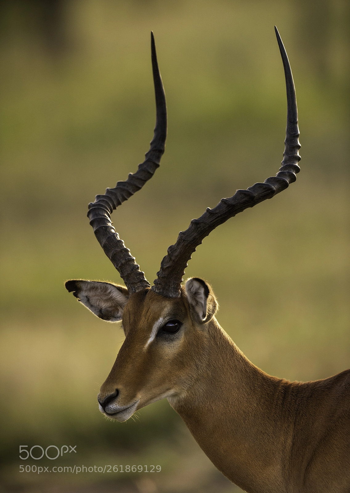Nikon D810 sample photo. Impala photography