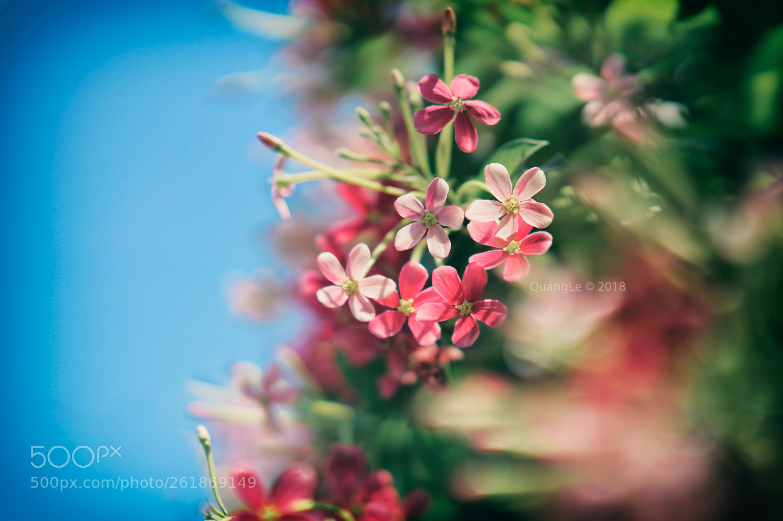 Sony a7R III sample photo. Rangoon creeper photography