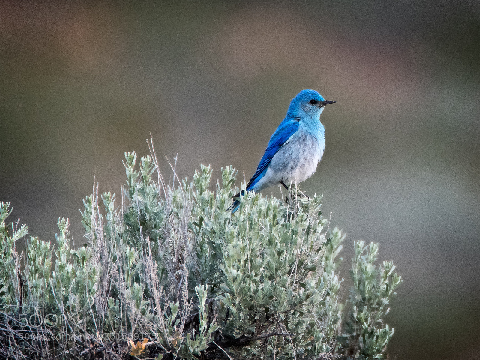 Nikon D500 sample photo. Beautiful mountain bluebird photography