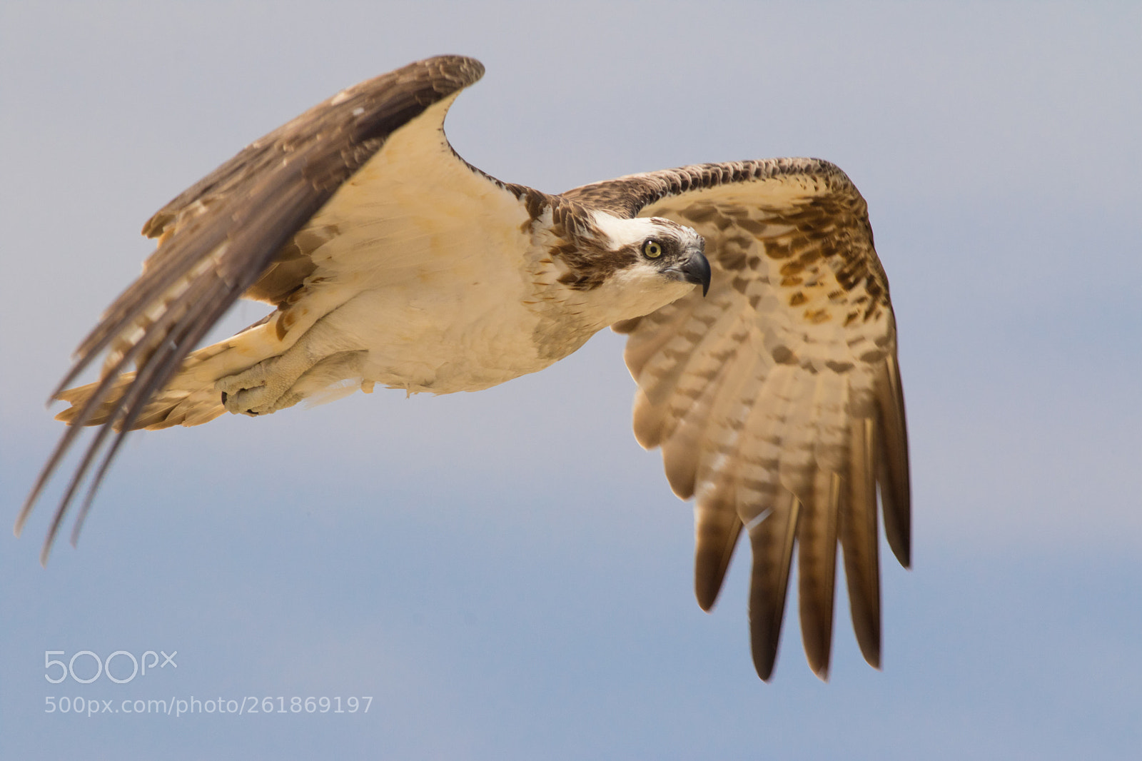 Canon EOS 7D Mark II sample photo. Osprey in flight photography