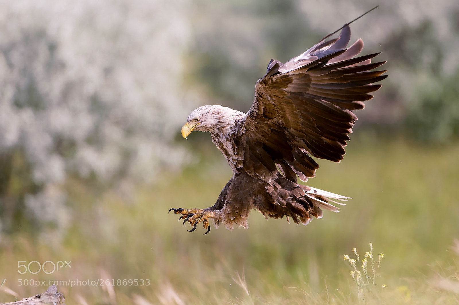 Canon EOS 5D Mark IV sample photo. Der anflug photography