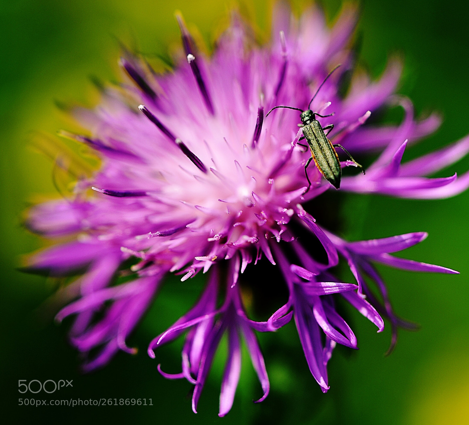 Nikon D750 sample photo. In pink photography