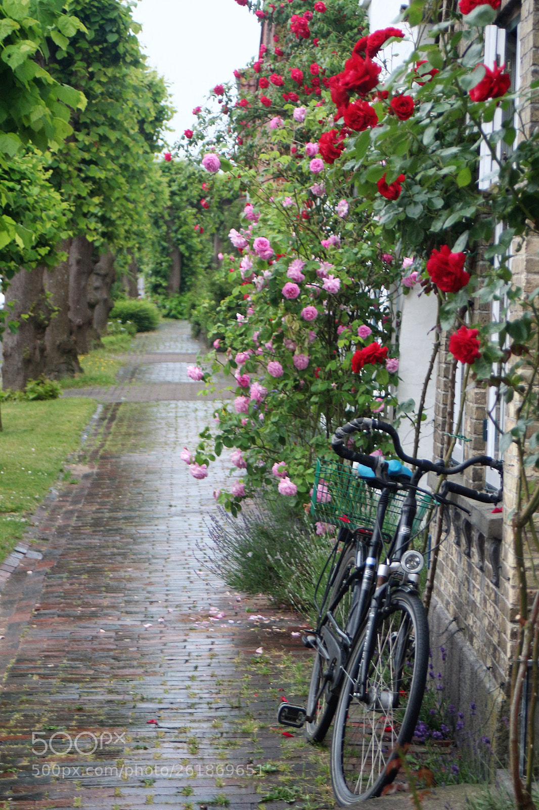Canon EOS 100D (EOS Rebel SL1 / EOS Kiss X7) sample photo. An abandoned bicycle photography