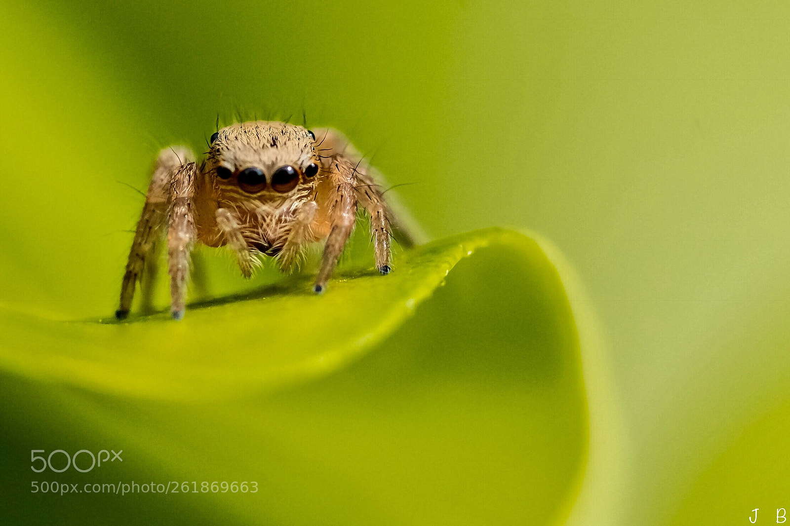 Nikon D500 sample photo. Thoughtful jumping spider  photography