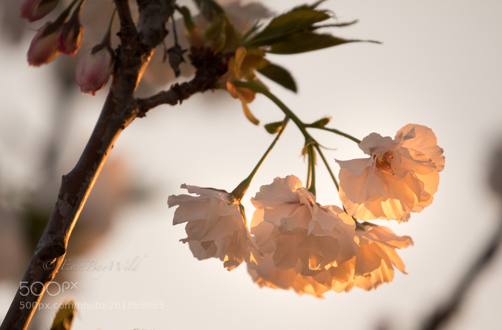Canon EOS 5D Mark IV sample photo. Sakura at dusk photography