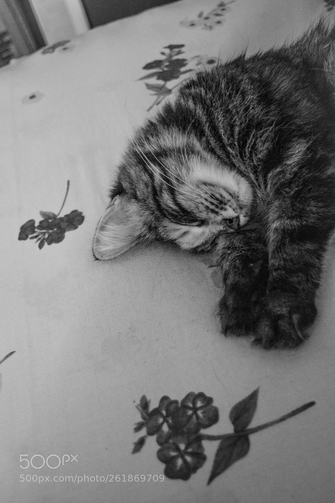 Nikon D3300 sample photo. Untitled photography