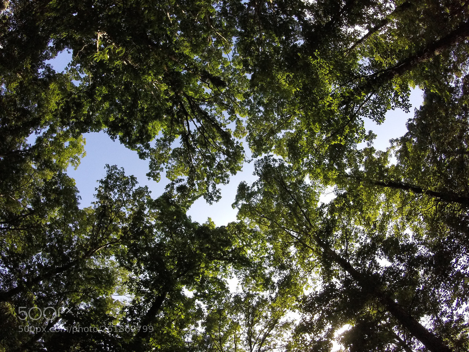 GoPro HERO sample photo. Looking upward photography