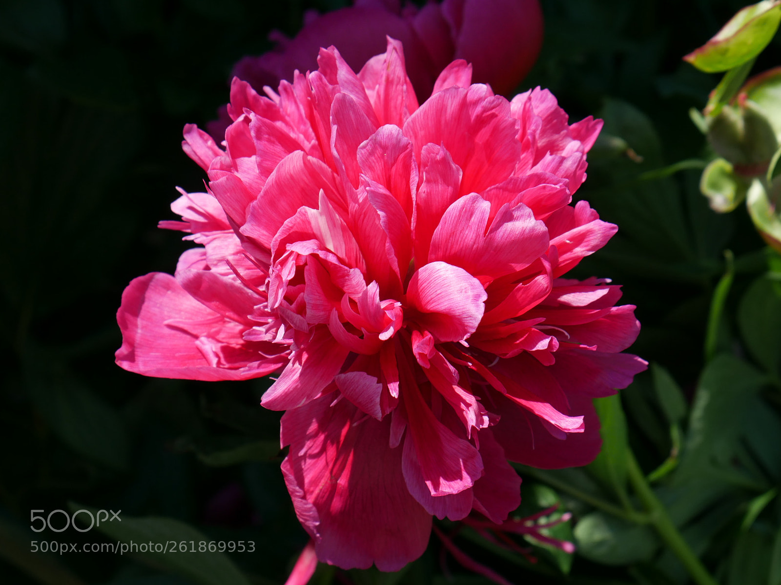 Panasonic Lumix DMC-G7 sample photo. Flower in the garden photography