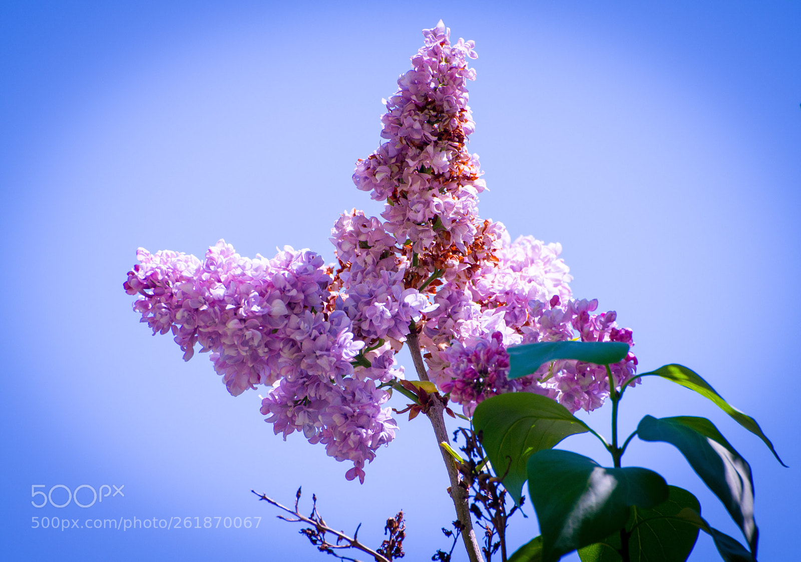 Nikon D5300 sample photo. Creative spring flowers  photography