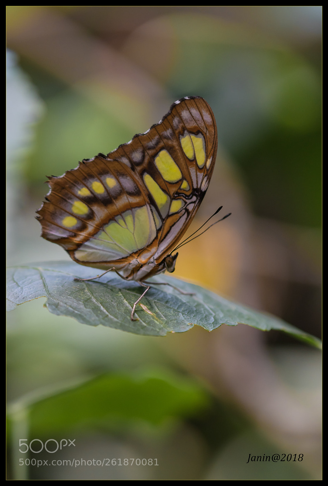 Canon EOS 77D (EOS 9000D / EOS 770D) sample photo. Macro butterfly profile photography
