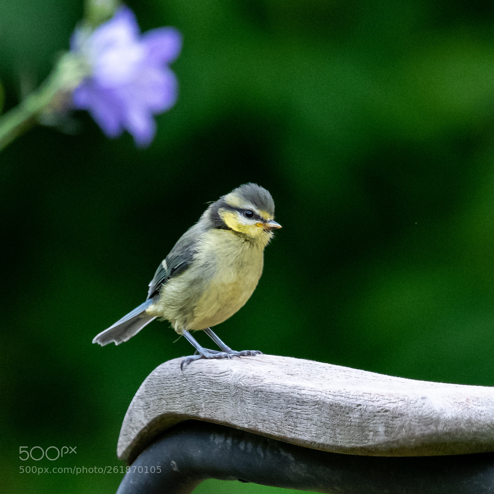 Nikon D850 sample photo. Blue tit fledgling photography