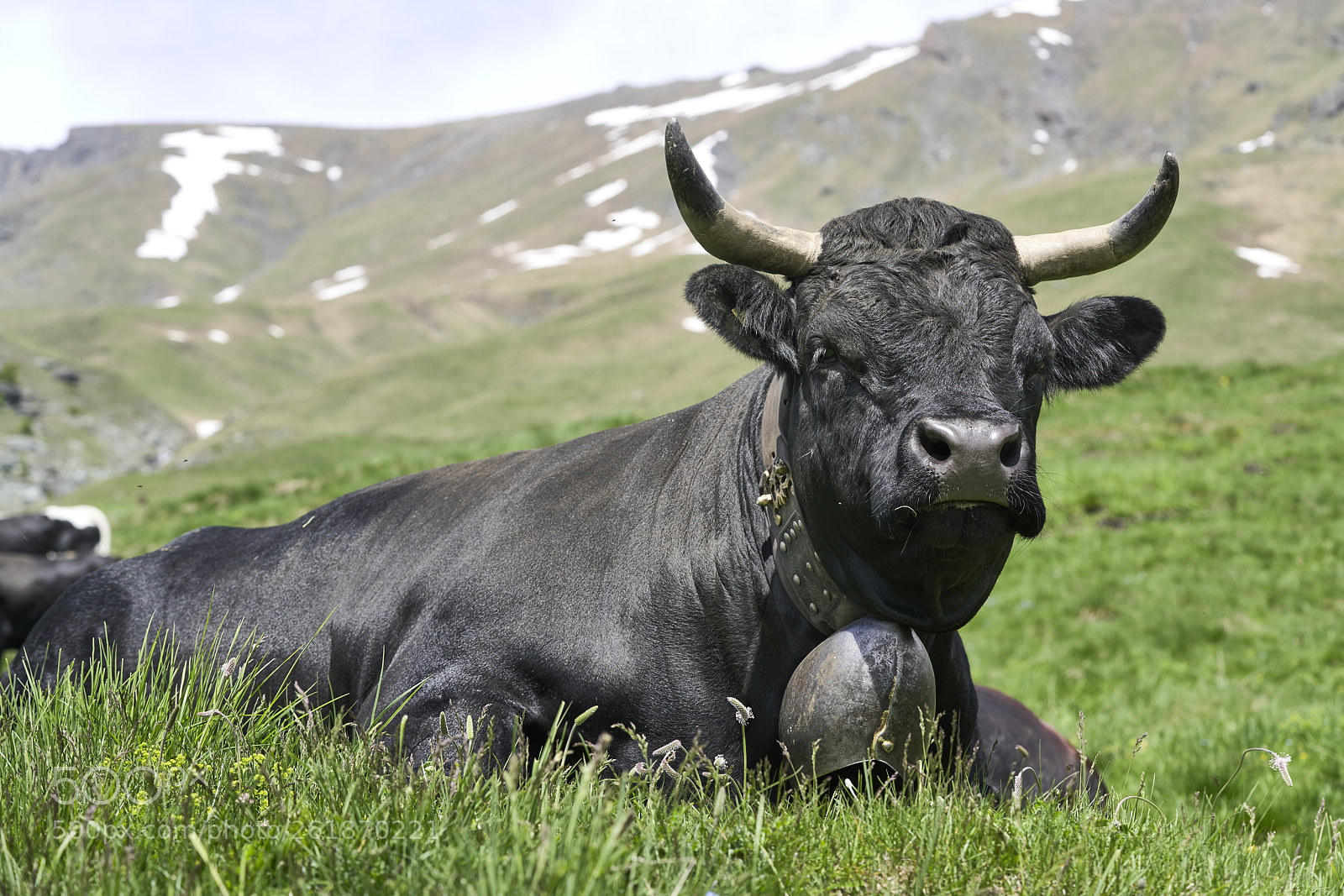 Sony a7R II sample photo. Cow from the highlands photography