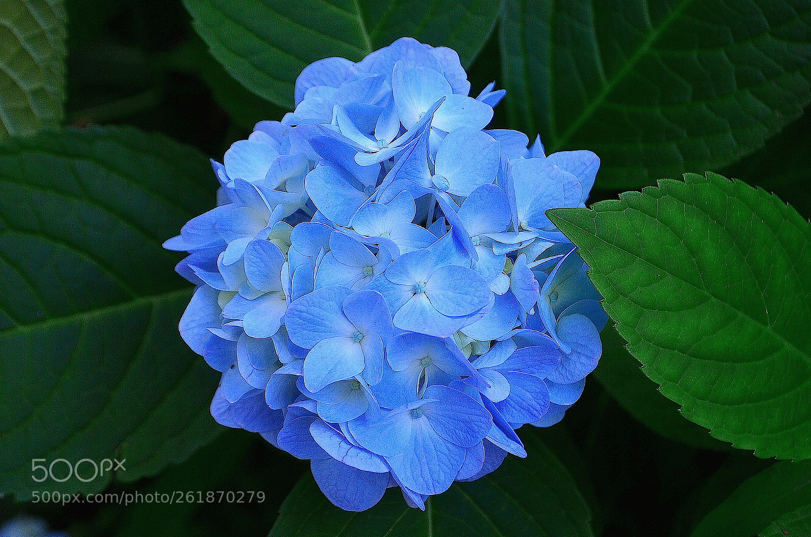Nikon D5100 sample photo. Hydrangea photography
