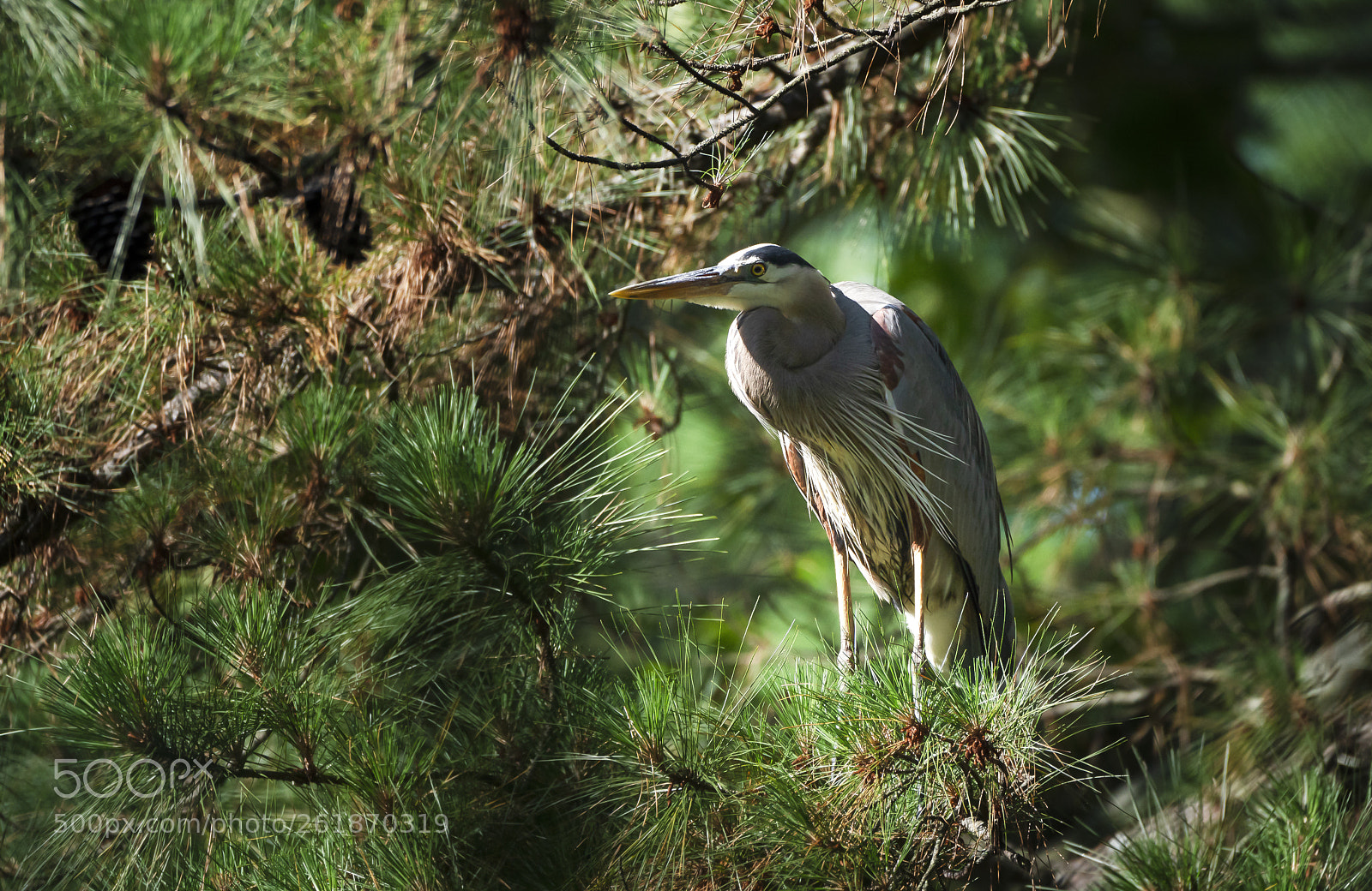 Sony a7R III sample photo. Great blue heron photography