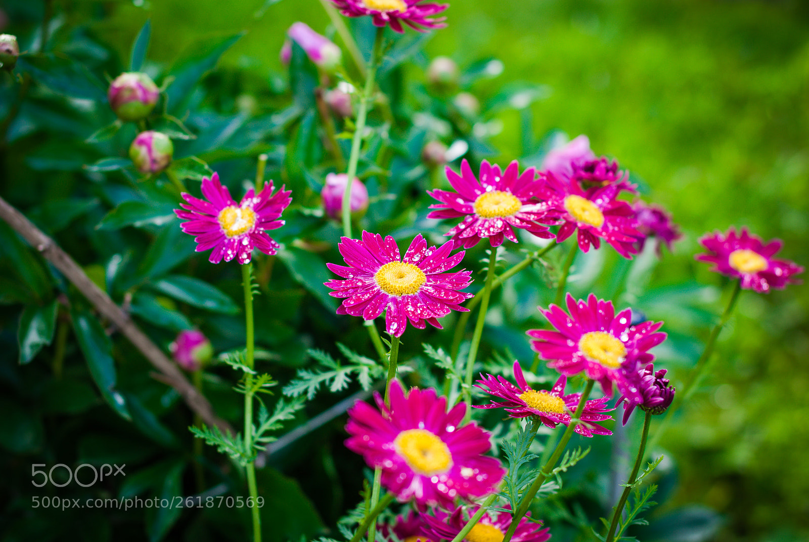Sony Alpha DSLR-A330 sample photo. After the rain photography