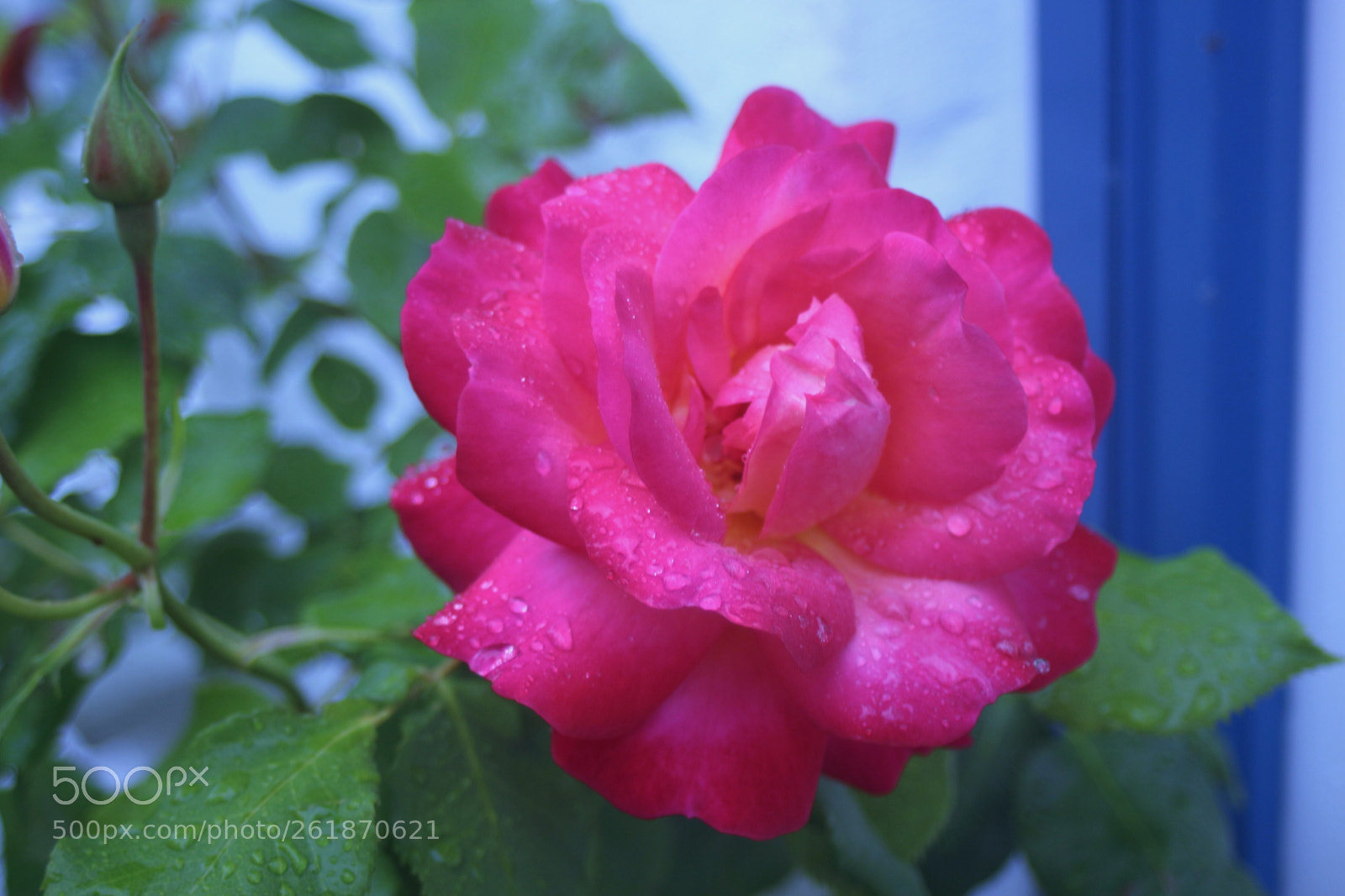 Canon EOS 100D (EOS Rebel SL1 / EOS Kiss X7) sample photo. Droplets on a rose photography