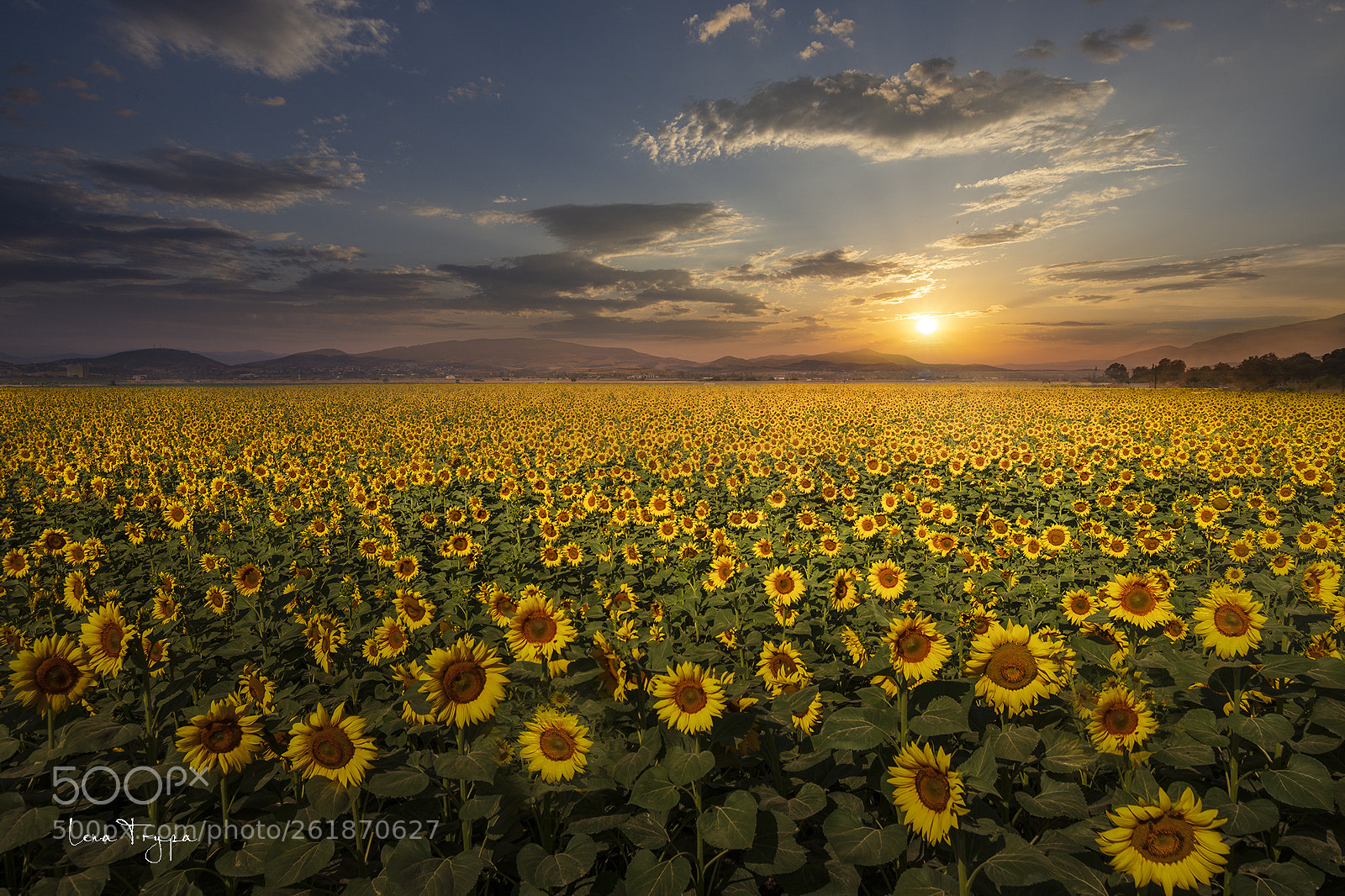 Nikon D7200 sample photo. Sunflowers at sunset. photography