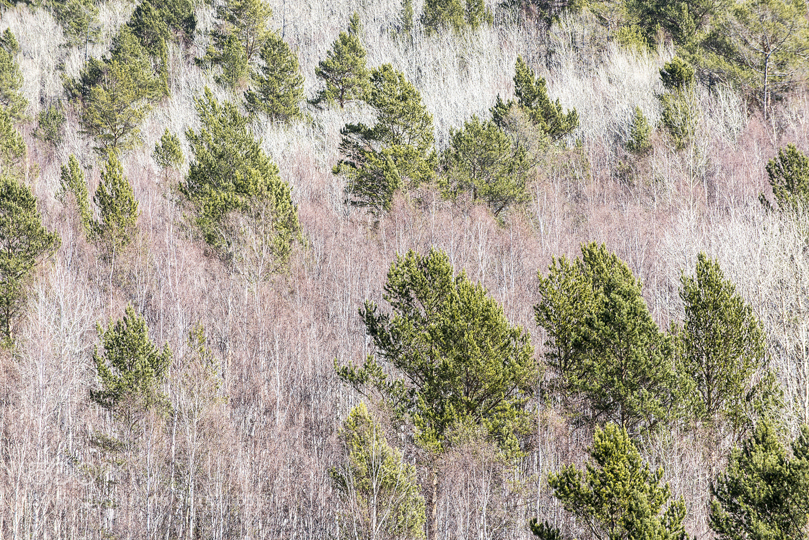 Nikon D800E sample photo. Woods patchwork photography