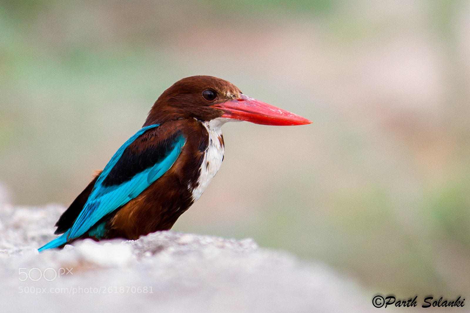 Canon EOS 700D (EOS Rebel T5i / EOS Kiss X7i) sample photo. White throated kingfisher photography