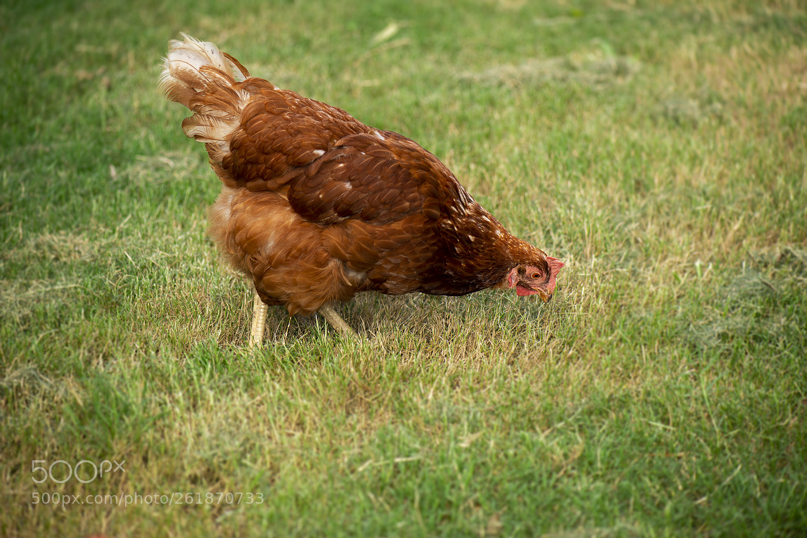 Nikon D800 sample photo. Chicken on the farm photography