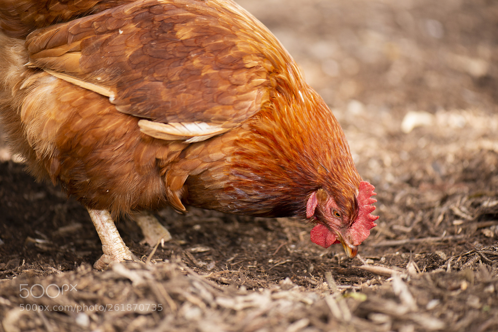 Nikon D800 sample photo. Chicken on the farm photography