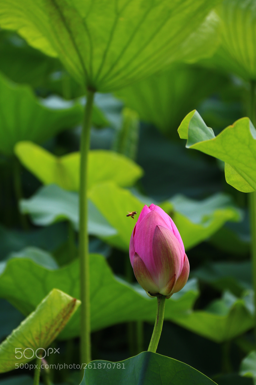 Canon EF-S 18-200mm F3.5-5.6 IS sample photo. Untitled photography