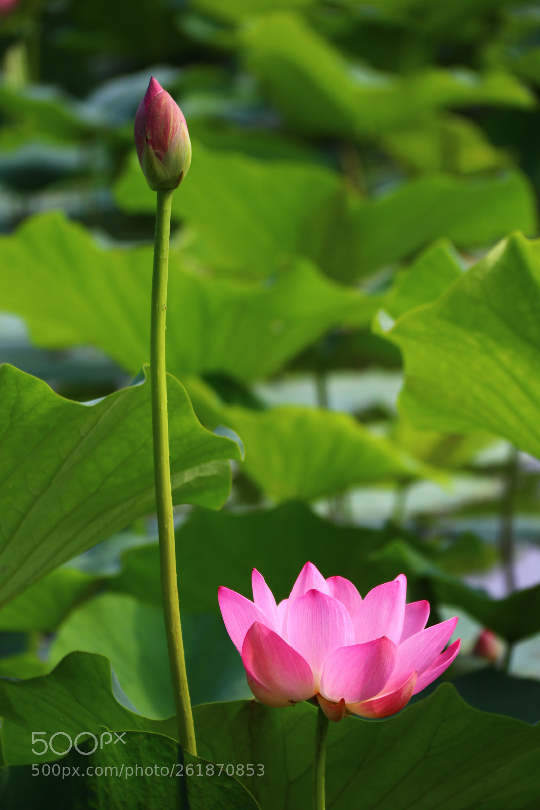 Canon EF-S 18-200mm F3.5-5.6 IS sample photo. Untitled photography