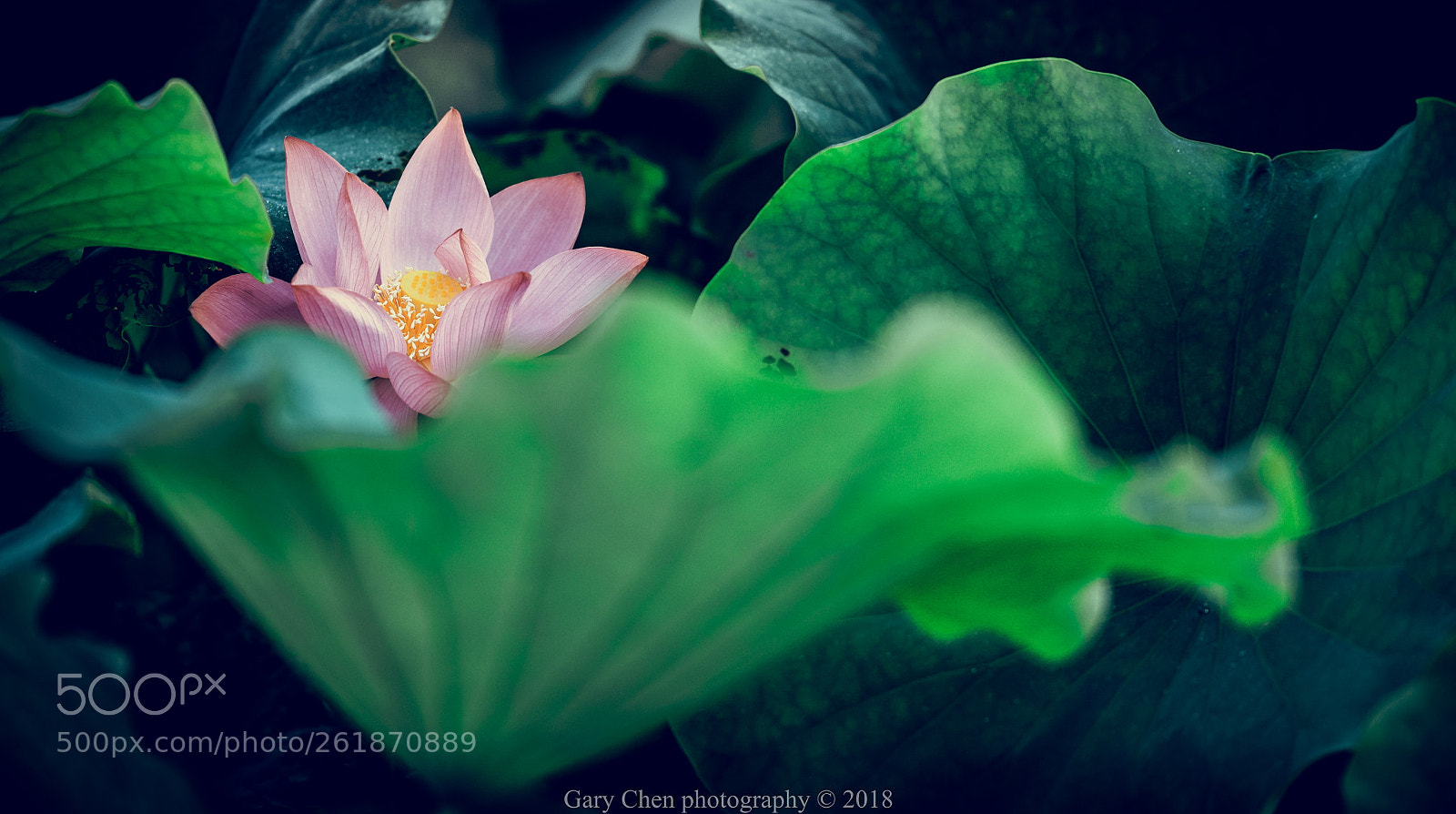 Nikon D810 sample photo. 荷花lotus photography