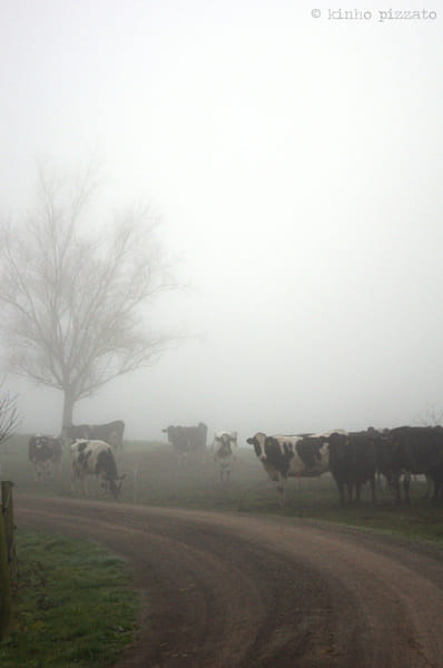 Cold Morning In Wai-O-Tapu