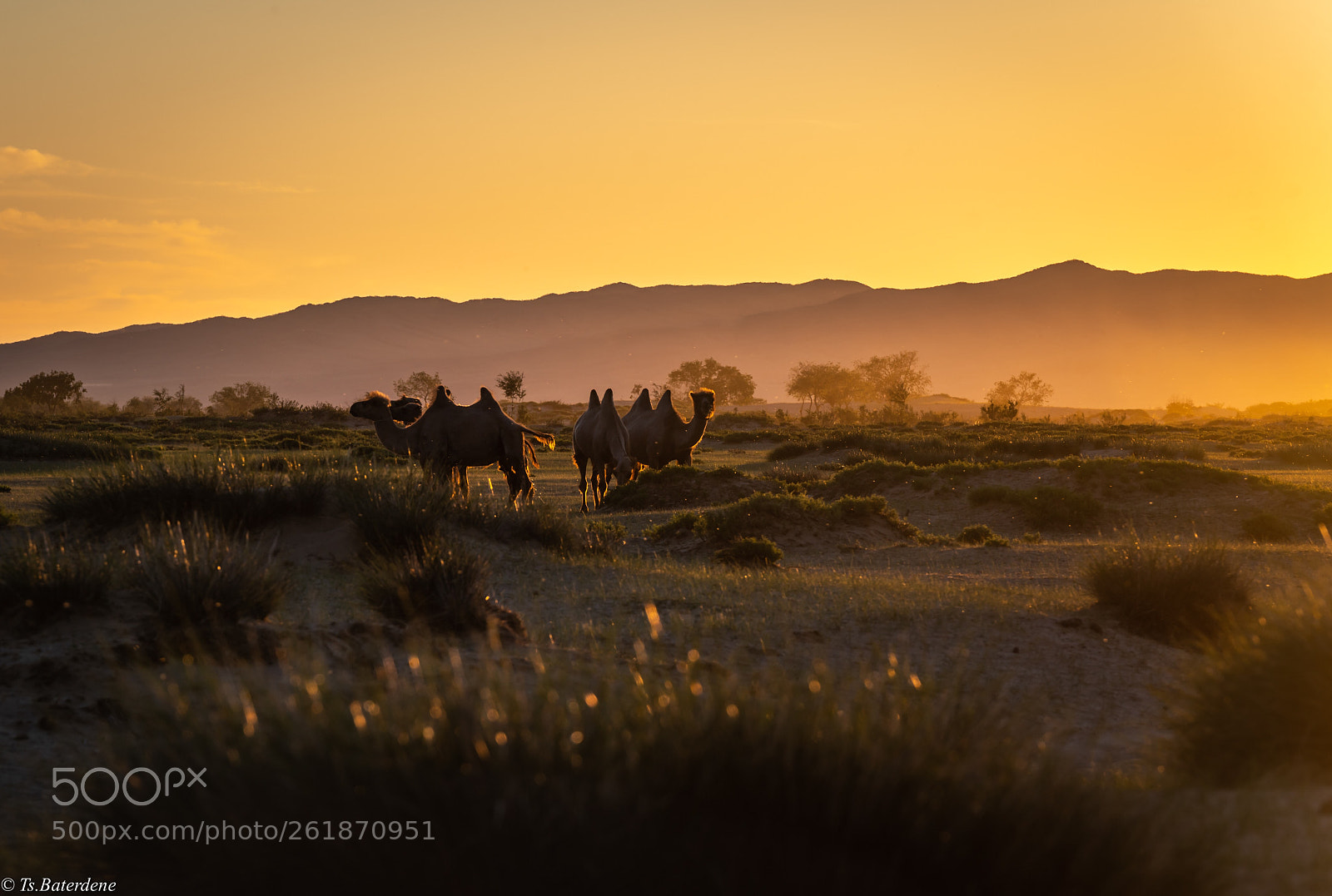 Sony a7R III sample photo. Sunset in mongolian gobi photography