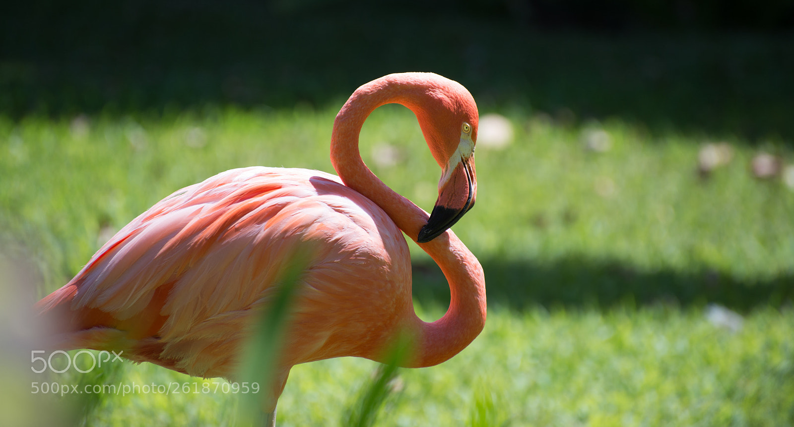 Nikon D610 sample photo. Zoo.original photography