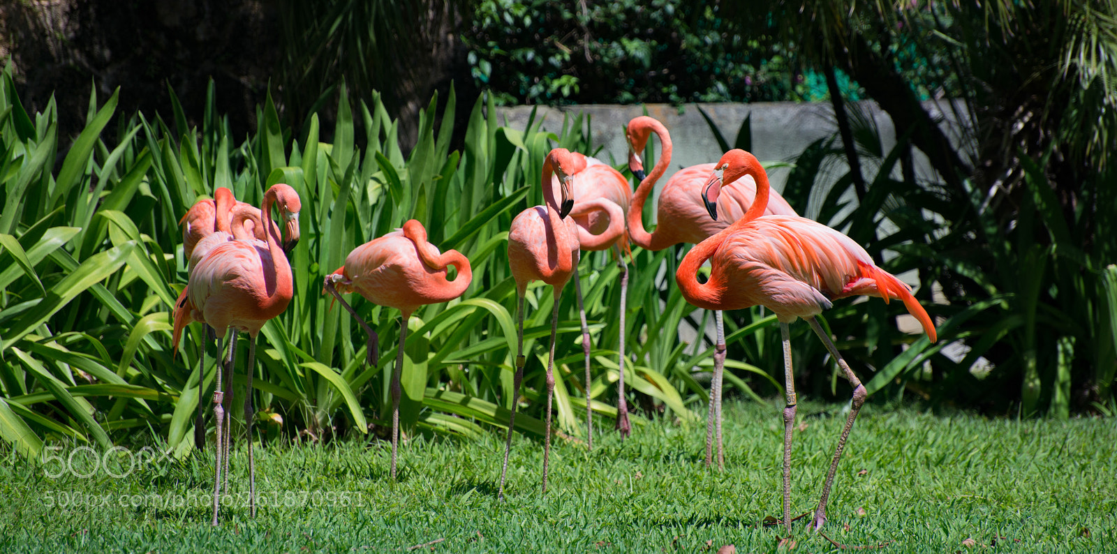 Nikon D610 sample photo. Zoo.original photography